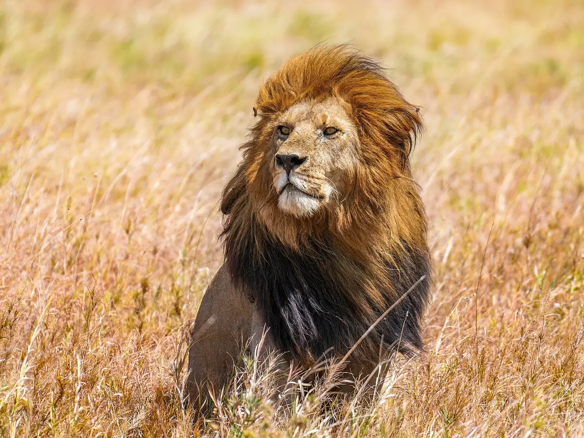 Lion in the Serengeti savanna, Africa