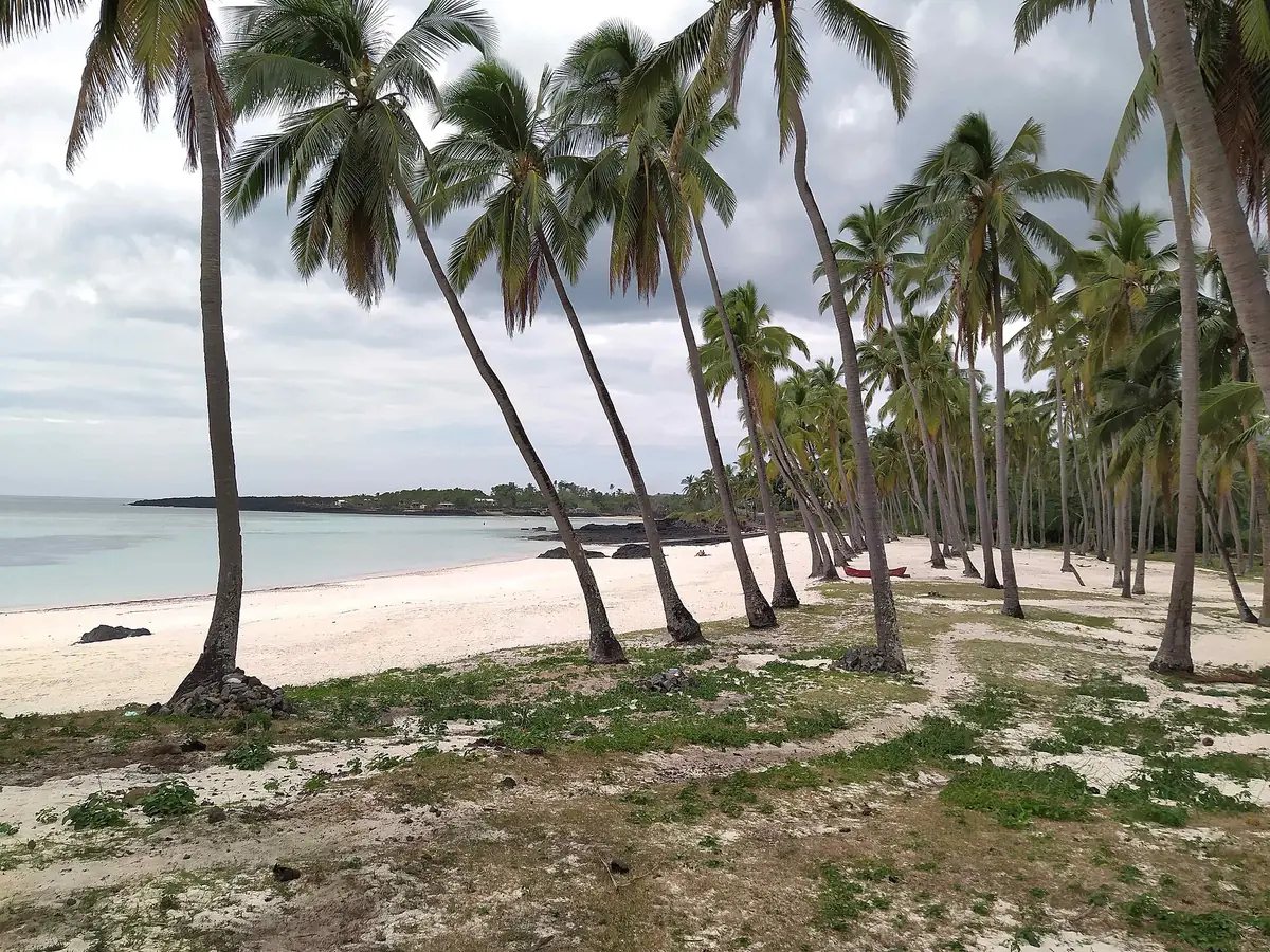 Coconut palms on Mitsamiouli beach, Comoros