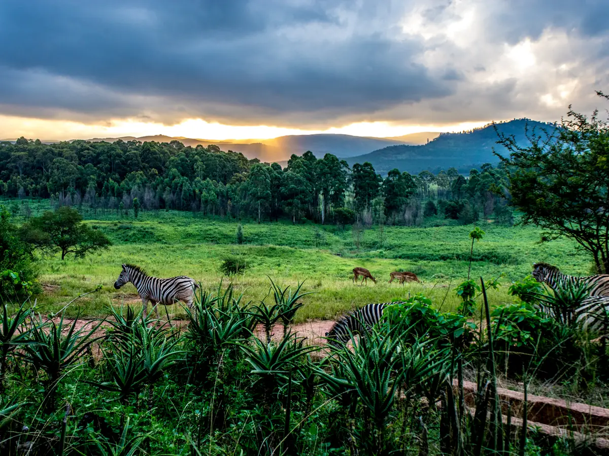 Zebras in Mlilwane Wildlife Sanctuary, Eswatini