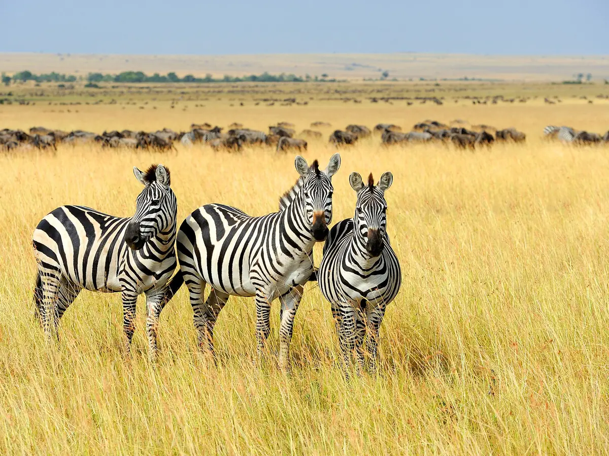 Zebras in the Maasai Mara, Kenya
