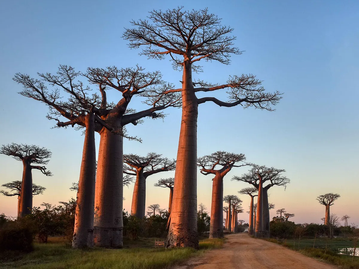 Avenue of the Baobabs, Madagascar