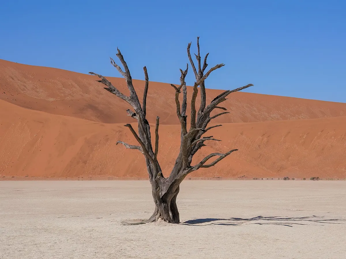 Dead camel thorn tree in Deadvlei, Namibia